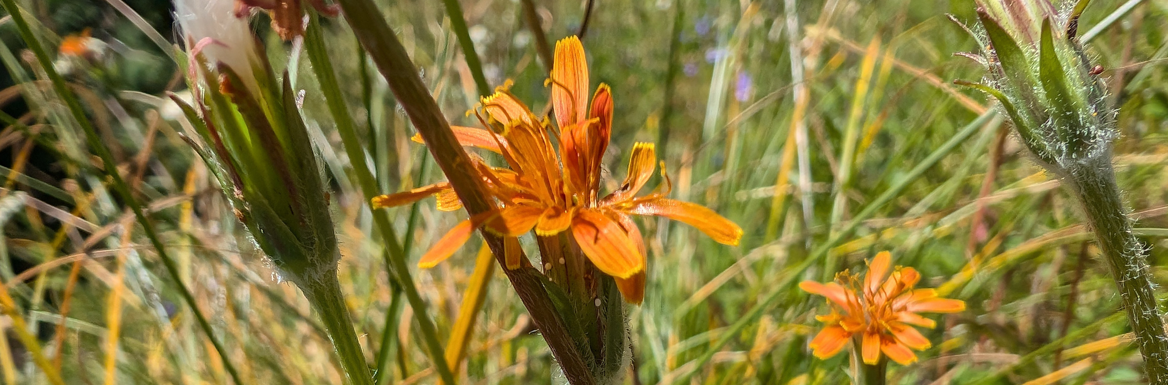 A. aurantiaca